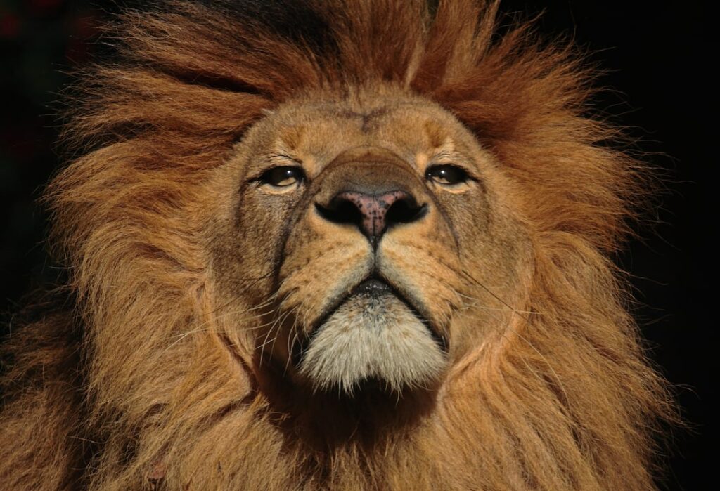 Ein Löwe symbolisiert Arroganz und Stärke
