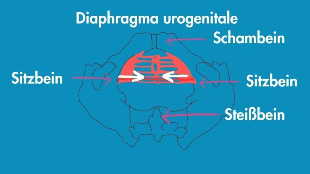 Diaphragma urogenitale - Illustration