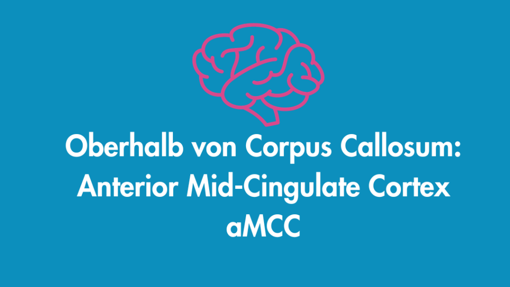 Beschreibung, wo aMCC im Gehirn angesiedelt ist